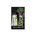 野菜類 大好評 おうち de 収穫体験 株ごと芽キャベツ“