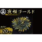 生き物 夜桜 ゴールド オス メス ランダム 20