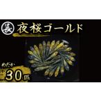 129-27 夜桜ゴールド オス メス ランダム30匹
