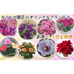 花 苗木 鉢花 定期便 全6回 サイネリア 瀬戸内