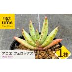 苗木 Aloe ferox アロエ フェロックス 1株