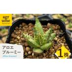 苗木 Aloe broomii アロエ ブルーミー 1株
