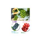ショッピングふるさと納税 シャインマスカット ふるさと納税 ぶどう マスカット 山梨県 甲州市 食べ比べ大会シャインマスカット・クインニーナ・巨峰 3種セット全4房 生産者直送 2026年発送 （ISI）B17-156 …