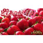 ふるさと納税 いちご 栃木県 佐野市 春イチゴ 大粒『とちあいか』(300g×2パック) 1284042