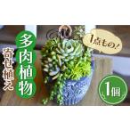 花 苗木 natur オリジナル 多肉 植物 寄植え