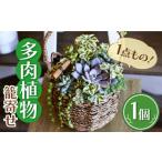 花 苗木 多肉 植物 籠寄せ カズラ かご 福岡 八女