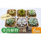花 苗木 多肉 植物 苗 6個