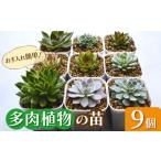 花 苗木 多肉 植物 苗 9個