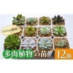 花 苗木 多肉 植物 苗 12個