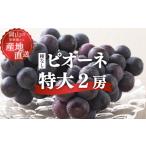 果物類 ぶどう 2026年 産特大ピオーネ