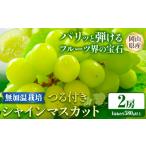 238. 無加温栽培 つる付き シャインマスカット