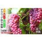 体験チケット デラウェア狩り体験 食べ放題