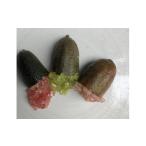 みかん 柑橘類 産フィンガーライム 130g