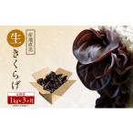 野菜類 きのこ 有機JAS 生きくらげ 定期便 1kg×3ヶ月