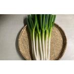 fu.... налог овощи вид лук порей Tottori префектура . голова блок белый лук-батун ( грязь нет )