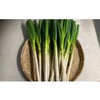 fu.... налог овощи вид лук порей Tottori префектура . голова блок белый лук-батун ( грязь имеется )