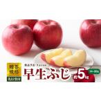 ふるさと納税 りんご 山形県 大江町 《先行受付》贈答規格 早生ふじ約5kg(特秀〜秀14〜20玉) 2025年9月中旬頃〜発送予定 大江町産・山形りんご・りんご専科 …