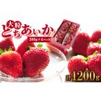 ふるさと納税 いちご 栃木県 佐野市 いちご生産量日本一栃木県産 春いちご 大粒『とちあいか』(300g×4パック)_ いちご 苺 とちあいか 大粒 食べ比べ 人気 お…