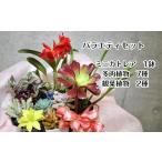 インテリア 植物10種バラエティセット