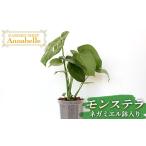 苗木 FKK19-881 モンステラ ネガミエル鉢入り