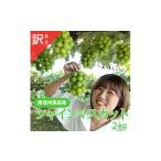 ふるさと納税 ぶどう マスカット 長野県 高森町 シャインマスカット 訳あり2kg(3〜6房) 9月下旬より発送