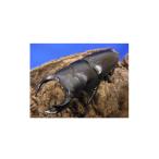 生き物 オオクワガタ 65ミリ台ペア 1453731