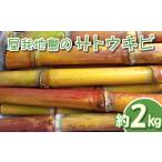 野菜類 屋我地島のサトウキビ 約2kg