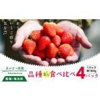 ふるさと納税 いちご 愛媛県 鬼北町 2026年春収穫分 先行受付 食べ比べ いちご4パック | レッドパール 紅い雫 紅ほっぺ かおり野 イチゴ 苺 フルーツ あかま…