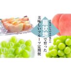 ふるさと納税 果物の詰合せ 山梨県 笛吹市 2026年発送 糖度検査済 桃とシャインマスカットの定期便 約2kg 全2回 合計約4kg／肥沃な大地と沢山の日光で育った扇…