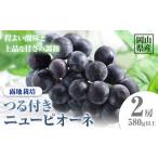 ぶどう 221. つる付きニューピオーネ