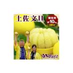 ふるさと納税 みかん・柑橘類 高知県 土佐市  果樹園直送 土佐文旦特選品贈答用　約10kg　L〜2L　（20〜25個）　果物　柑橘　フルーツ　ぶんたん　ブンタン　…