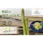 野菜類 アスパラガス 朝採れアスパラガス700g