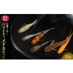 生き物 お楽しみ バラエティメダカセット 10匹