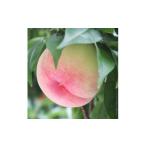 ふるさと納税 もも 長野県 高森町 長野県産 桃(あかつき) 約5kg 秀品 2025年7月中旬から発送