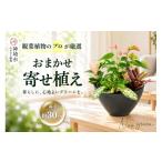花 苗木 オリジナルアレンジ観葉植物 寄せ植え