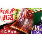 うなぎ 蒲焼 大10尾 計1600g