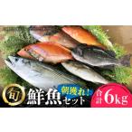 旬の鮮魚等 朝獲れ鮮魚セット6kg 五島列島直送
