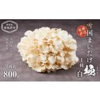 ふるさと納税 野菜類 きのこ 新潟県 南魚沼市 雪国まいたけ　極白　1株 1株約800ｇ 　これが雪国史上、最高傑作　長期熟成と大株仕立てが生み出す圧倒的なシャ…