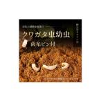 生き物 クワガタ虫 幼虫2種 各3匹