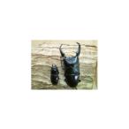 生き物 パラワンオオヒラタ成虫ペア飼育セット付き