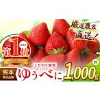 ふるさと納税 いちご 熊本県 玉名市 イチゴ 生産量 西 日本一 ? 厳選農家直送 いちご ゆうべに 約 1000g | フルーツ 果物 くだもの 苺 いちご 熊本県 玉名市 …