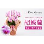 ふるさと納税 花・苗木 栃木県 宇都宮市 胡蝶蘭 オリジナル品種「ヴィーナス…