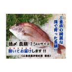 魚貝類 鯛 冷蔵 真鯛 捌いてお届け 三枚おろし