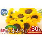 ひまわり 切花 30本