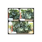 野菜類 寒さで糖度が グッ と上がった春の茎ブロッコリー