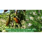 みかん 柑橘類 フィンガーライム 100g