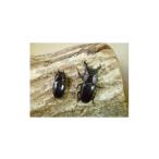 生き物 ダイトウヒラタクワガタ成虫ペア飼育セット付