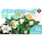 花 クリスマス ローズ バラ 薔薇 開花 株 4.5号
