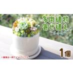 花 苗木 寄せ植え 多肉植物 多肉 1個