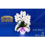 花 胡蝶蘭ミディタイプ 白3本立 6号鉢 胡蝶蘭